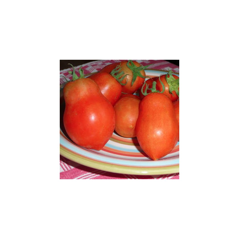 TOMATE ROMA
