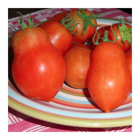 TOMATE ROMA TOMATE ROMA