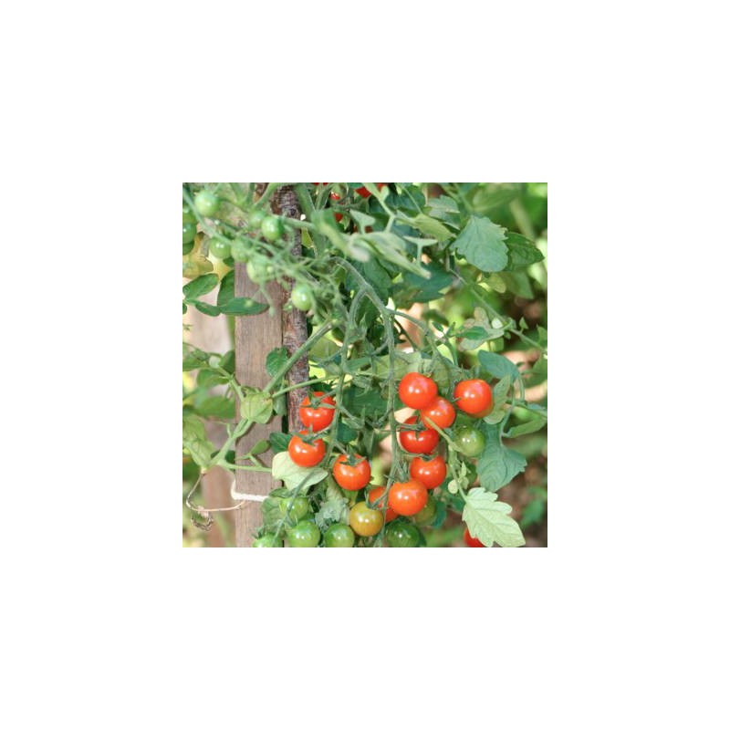 TOMATE CERISE