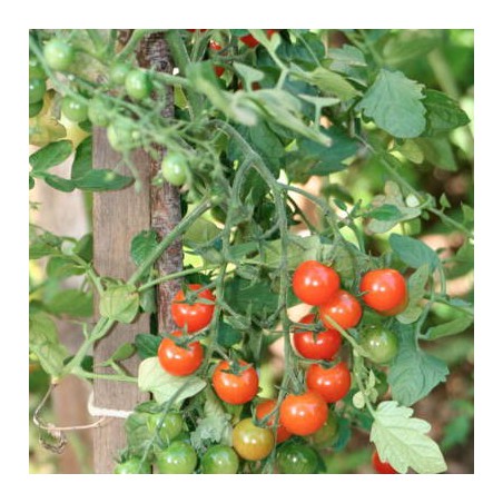 TOMATE CERISE
