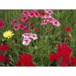 PHLOX BRILLIANCY COLORIS VARIES