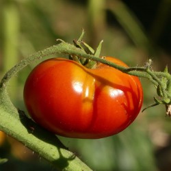 TOMATE REINE HATIVES