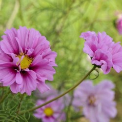 COSMOS FIZZY
