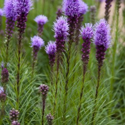 LIATRIS SPICATA