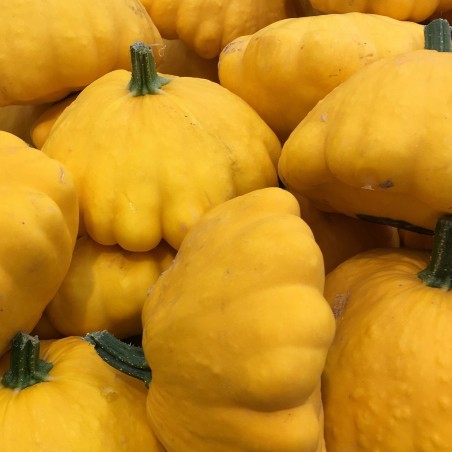 PATISSON JAUNE PATISSON JAUNE
