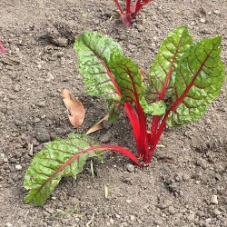 POIREE RHUBARB CHARD