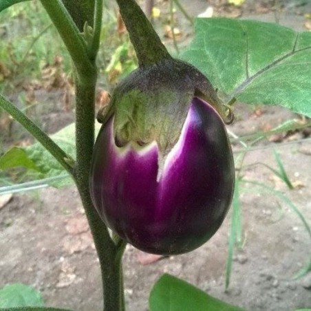 AUBERGINE FIRENZA