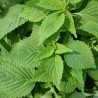 SHISO VERT