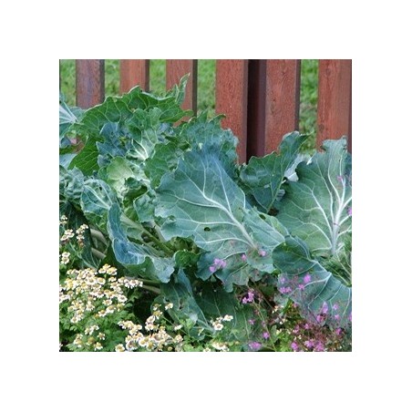 CHOU PORTUGAIS (COUVE TRONCHUDA) CHOU PORTUGAIS (COUVE TRONCHUDA)