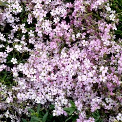 GYPSOPHILE ROSE