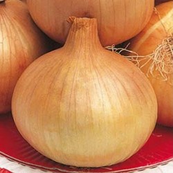 OIGNON PORTUGAIS