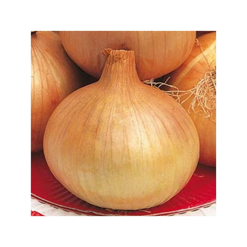 OIGNON PORTUGAIS
