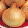 OIGNON PORTUGAIS