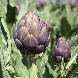ARTICHAUT VIOLET