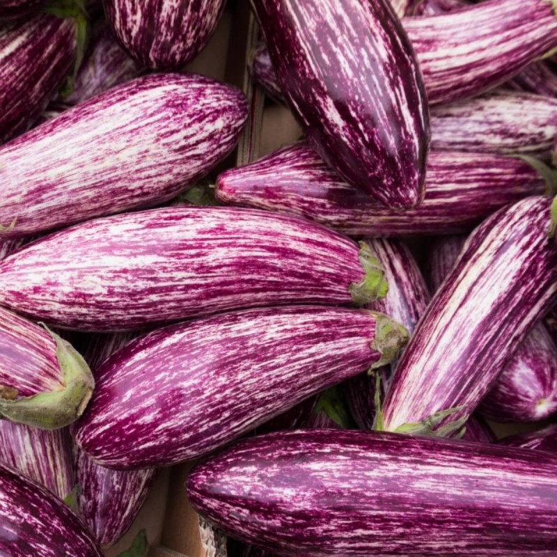 AUBERGINE TSAKONIKI