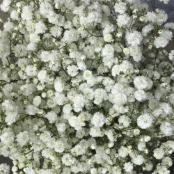 GYPSOPHILE BLANC