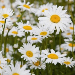 MARGUERITE MAY QUEEN