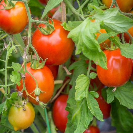 TOMATE CHICO