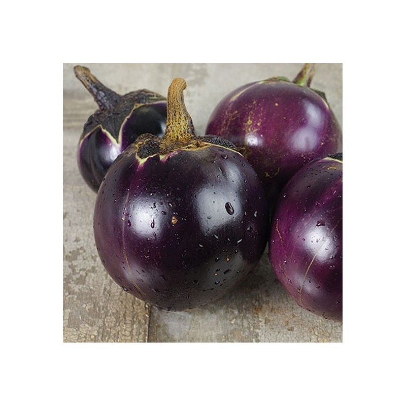 AUBERGINE VALENCE