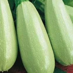 COURGETTE TRIESTE