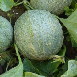 MELON RENNES