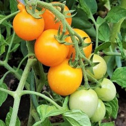 TOMATE BOURGOIN