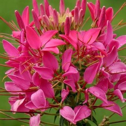 CLEOME CHERRY QUEEN