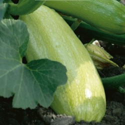 COURGETTE FAENZA
