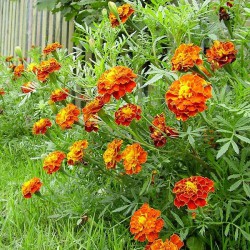 CALENDULA PERSIMMON BEAUTY