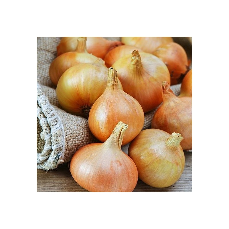 POIREAU GEANT DE BULGARIE