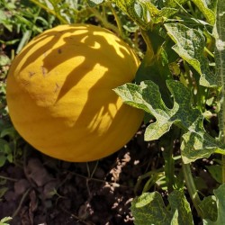 copy of MELON PETIT GRIS DE...