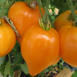 TOMATE COEUR DE BOEUF ORANGE