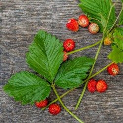 Fraise des bois