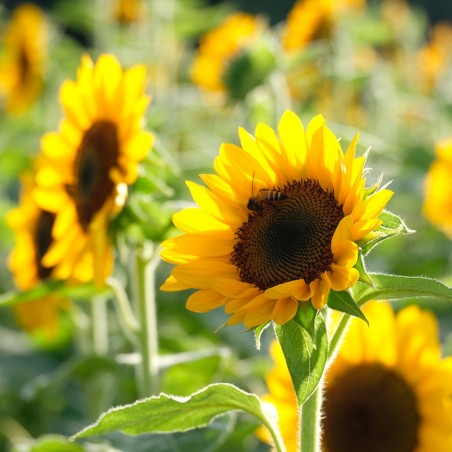 TOURNESOL HENRY WILDE