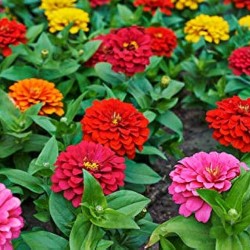 ZINNIA NAIN DOUBLE COLORIS VARIES