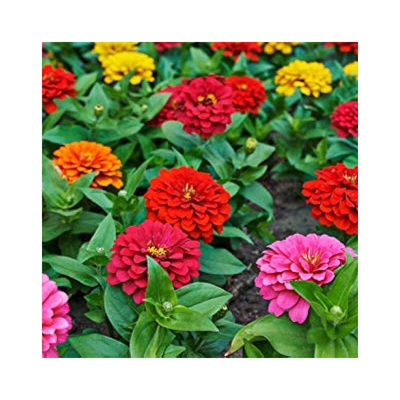 ZINNIA NAIN DOUBLE COLORIS VARIES