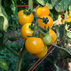 TOMATE CERISE JAUNE GALINA