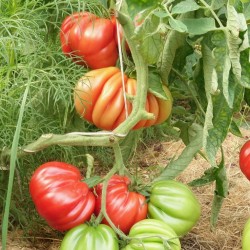 TOMATE LIGURIA