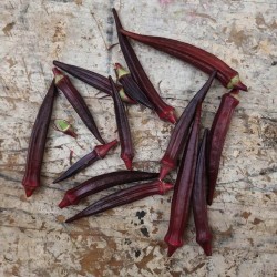 GOMBO OKRA BURGUNDY RED