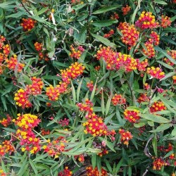 ASCLEPIADE DE CURACAO