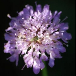 SCABIEUSE IMPERIALIS COLORIS VARIES