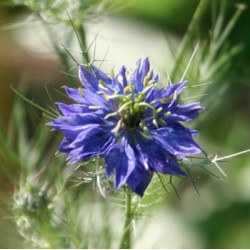 NIGELLE DE DAMAS Bleue