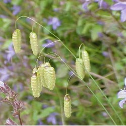 AMOURETTE (MAXIMA BRIZA)