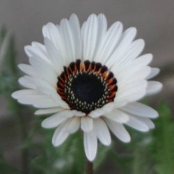 ARCTOTIS ZULU PRINCE