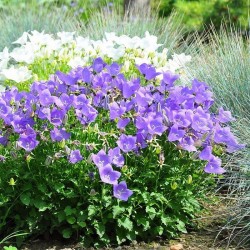 CAMPANULE CARPATE