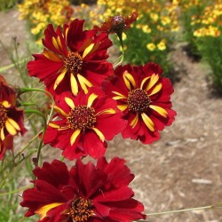 COREOPSIS ROULETTE