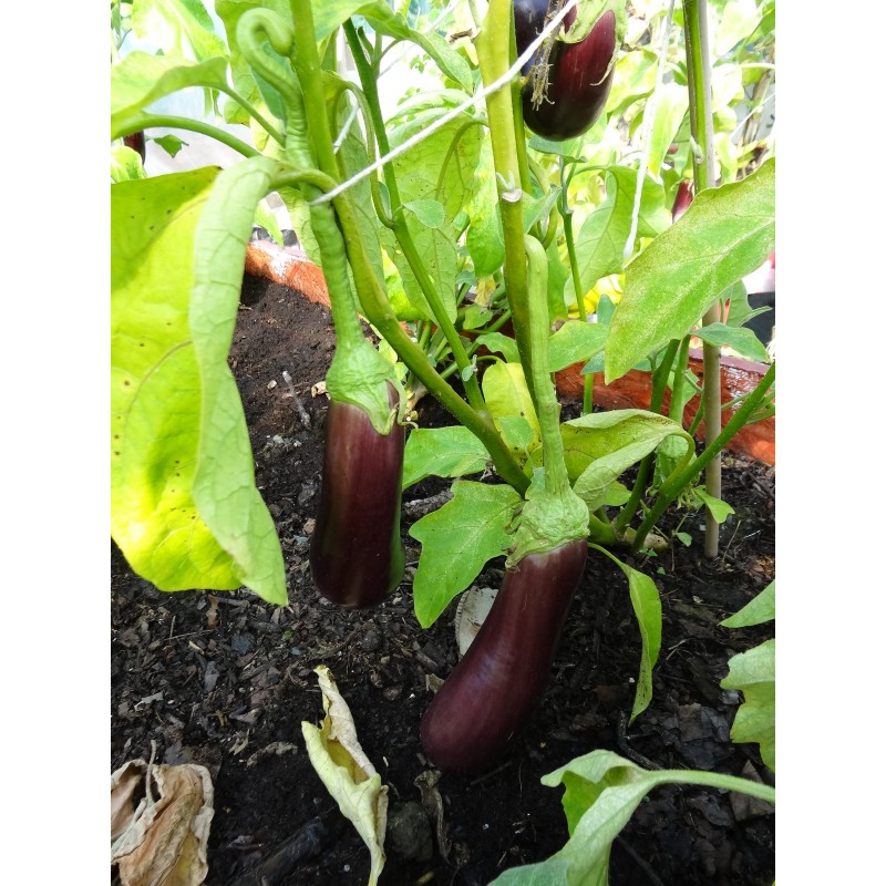 AUBERGINE BLACK BEAUTY