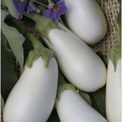 AUBERGINE WHITE EGG