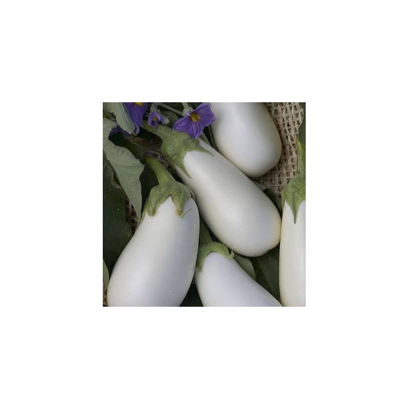 AUBERGINE WHITE EGG