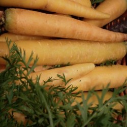 CAROTTE JAUNE DU DOUBS